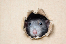 Как вывести мышей за 15 минут без жестокости и химии — грызуны в панике сбегут от дома