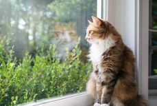 Почему кошки сидят у окна и что за странные звуки они издают