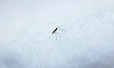 Похолодание в Исландии не убило единственного в стране комара