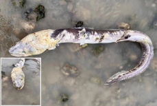 Загадочное трехметровое существо-зомби выбросило на берег