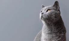 Что такое «лапкотерапия» и почему она работает