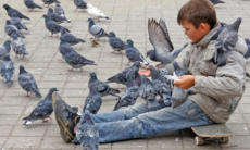 Как правильно подкармливать птиц в морозы