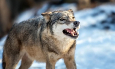 В Канаде волки научились использовать сеть для ловли рыбы