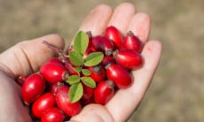 Названы продукты, из которых витамин С усваивается лучше всего