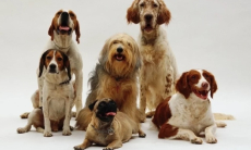 Ученые обнаружили, что собаки тоже могут страдать аутизмом и СДВГ