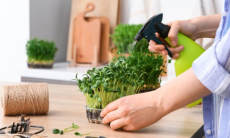 Диетолог назвала главную пользу домашней микрозелени