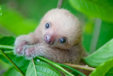 Астрологи определили самые неторопливые и спокойные знаки зодиака