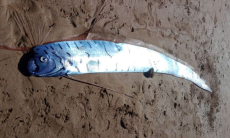 На берег выбросилась гигантская рыба Судного дня