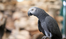 Орнитолог назвал главные признаки депрессии у пернатых питомцев