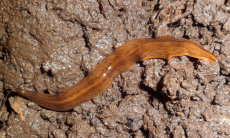 Хищные черви могут подорвать экологический баланс