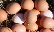 Как правильно выбрать яйца для укрепления иммунитета осенью