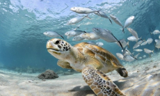 У черепах обнаружили загадочную суперспособность