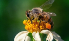 Ученые обнаружили в яде пчел натуральный ботокс