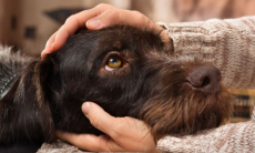 Ученые обнаружили ДНК волка у большинства пород собак