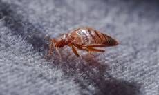 Постельных клопов научили работать криминалистами