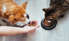 Как подружить проживающих вместе кошку и собаку