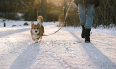 Сколько килограммов можно сбросить при прогулках с собакой