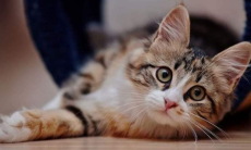 Одомашнивание кошек произошло гораздо позже, чем считалось ранее