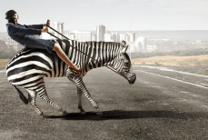 Почему верхом на зебрах не ездят — простое объяснение