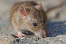 Это растение отпугивает крыс. Простой способ уберечь дом зимой