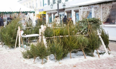 Какие елки позитивно влияют на здоровье и избавляют от стресса