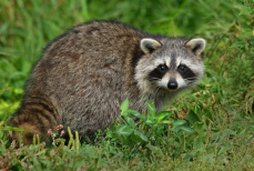 Еноты начали одомашнивать сами себя