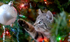 Как установить елку дома без стресса для питомцев