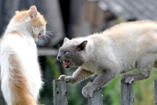 Загадочная перепалка — зачем коты кричат, прежде чем начать бой
