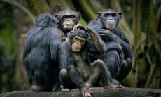 Ученых озадачило то, как мозг человека реагирует на звуки приматов