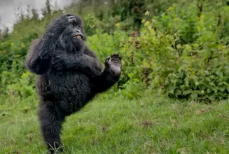 Выбрана самая смешная фотография дикой природы 2025 года