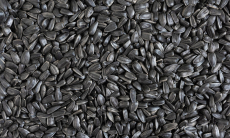 Привычка постоянно грызть семечки зубами оказалась опасной