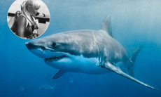 Кормила белых акул с рук и вместе с ними охотилась. Удивительная история дайвера