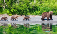Ученых удивило влияние человека на эволюцию медведей