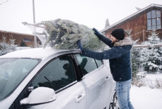 Врач предупредила о возможных опасностях новогодней елки