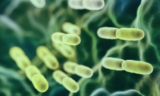 Какую смертельную болезнь вызывают кишечные бактерии