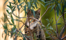 Какие комнатные растения особо опасны для кошек