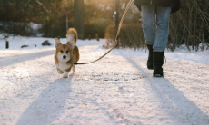Как уберечь собаку от сезонной хандры