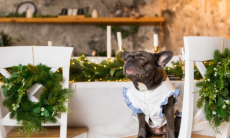 Чем можно угостить питомца с новогоднего стола