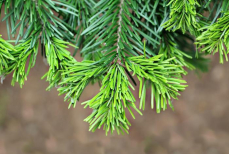 Можно ли есть новогоднюю елку