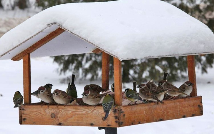 Чем и как правильно подкармливать птиц в городе зимой