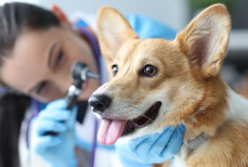 Назван главный признак недобросовестного ветеринара