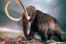 Ученые нашли причину гибели мамонтов