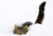 Реакция кошки на снег вызвала умиление в соцсетях