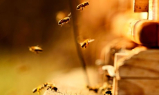 Какие пять удивительных животных открыли на Земле в 2025 году