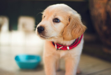 Собаки умеют «подслушивать» и улавливать речь человека — новое исследование