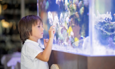 Как выбрать аквариум и ухаживать за живностью