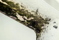 Названо копеечное средство против плесени — убирает налет за час в ванной и на стенах