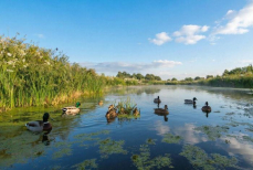 Врач предупредил об опасности купания в стоячей воде