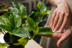 Диетолог поставила точку в спорах о волшебной пользе хлорофилла