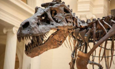 Как возникла жизнь после гибели динозавров